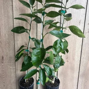 Grafted Hirado Pummelo Tree Live Plant – 1/2 Gallon Pot – Sweet Citrus Fruit - Image 7