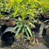 Grafted Ice Cream Mango Tree - 3 Gallon Pot, Fully Rooted, Free Shipping! - Image 1