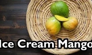 Grafted Ice Cream Mango Tree - 3 Gallon Pot, Fully Rooted, Free Shipping! - Image 2