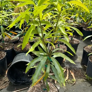 Grafted Ice Cream Mango Tree - 3 Gallon Pot, Fully Rooted, Free Shipping! - Image 3
