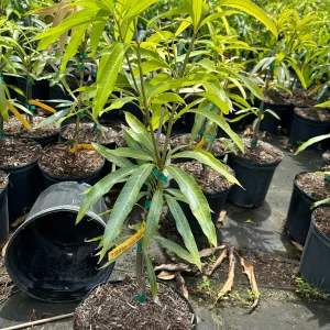 Grafted Ice Cream Mango Tree - 3 Gallon Pot, Fully Rooted, Free Shipping! - Image 1