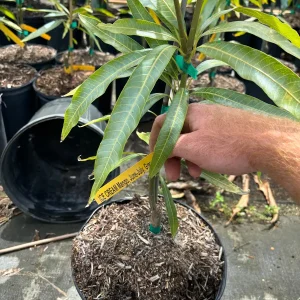 Grafted Ice Cream Mango Tree - 3 Gallon Pot, Fully Rooted, Free Shipping! - Image 5