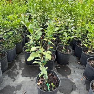 Grafted Kaffir Lime Tree Live Plant – 5 Gallon, 3 Feet Tall – Outdoor Citrus - Image 2