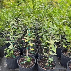 Grafted Kaffir Lime Tree Live Plant – 5 Gallon, 3 Feet Tall – Outdoor Citrus - Image 3