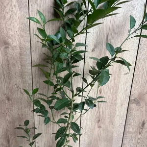 Grafted Key Lime Tree Live Plant – 1/2 Gallon Pot – Indoor/Outdoor - Image 3