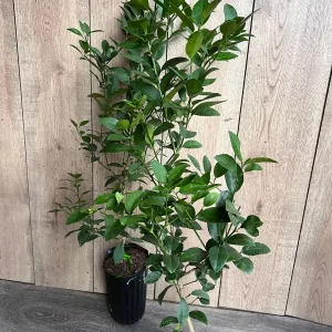 Grafted Key Lime Tree Live Plant – 1/2 Gallon Pot – Indoor/Outdoor - Image 6