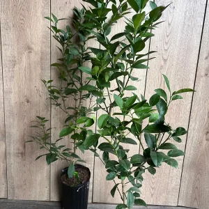 Grafted Key Lime Tree Live Plant – 1/2 Gallon Pot – Indoor/Outdoor - Image 7