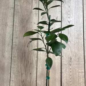 Grafted Kishu Mandarin Tree - Seedless Tangerine Live Plant in 1/2 Gallon Pot - Image 4