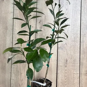 Grafted Kishu Mandarin Tree - Seedless Tangerine Live Plant in 1/2 Gallon Pot - Image 6