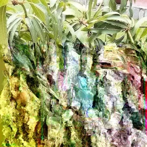 Grafted Mango Live Tropical Fruit Tree 15-25 inch Tall - Indoor/Outdoor - Image 3