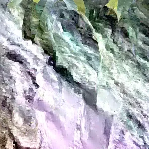 Grafted Mango Live Tropical Fruit Tree - 15-25 Inch Tall Plant - Indoor/Outdoor - Image 5