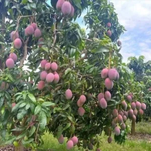 Grafted Mango Tree Live Plant – Tropical Fruit – 15-25 inches Tall – Indoor/Outdoor - Image 6