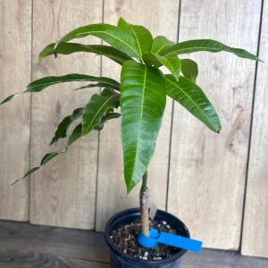 Grafted Manila Mango Live Plant - Ataulfo Honey Mango Tree in 1/2 Gallon Pot - Image 7