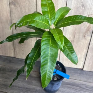 Grafted Manila Mango Live Plant - Ataulfo Honey Mango Tree in 1/2 Gallon Pot - Image 8