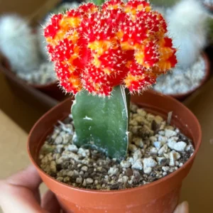 Grafted Moon Cactus Live Plant 4