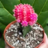 Grafted Moon Cactus Live Plant 4" Pot - Colorful Pink Yellow Red Gold - Image 1