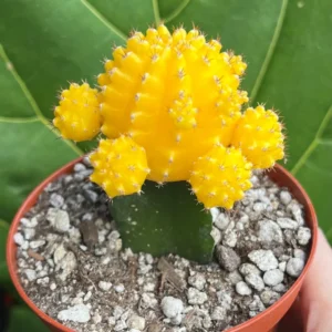 Grafted Moon Cactus Live Plant 4
