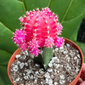 Grafted Moon Cactus Live Plant 4
