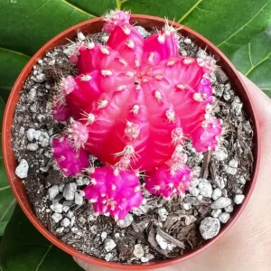 Grafted Moon Cactus Live Plant 4