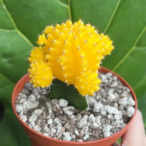 Grafted Moon Cactus Live Plant 4