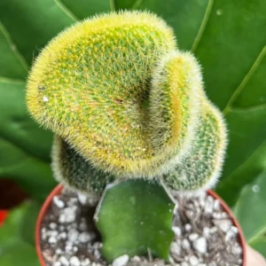 Grafted Moon Cactus Live Plant 4