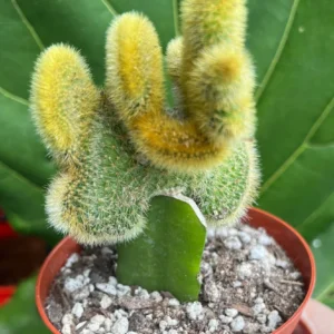 Grafted Moon Cactus Live Plant 4