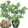 Grafted Ruby Guava Tree Live Plant - Sweet Red Fruit, 3-4 Ft Tall in 3 Gal Pot - Image 1