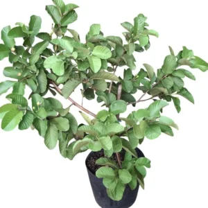 Grafted Ruby Guava Tree Live Plant - Sweet Red Fruit, 3-4 Ft Tall in 3 Gal Pot - Image 2