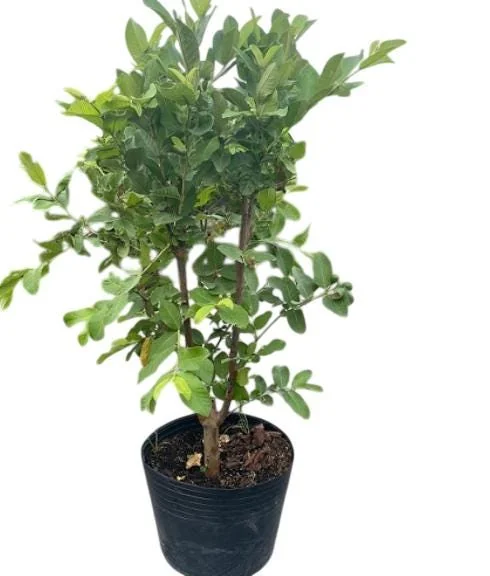 Grafted Ruby Guava Tree Live Plant - Sweet Red Fruit, 3-4 Ft Tall in 3 Gal Pot - Image 5