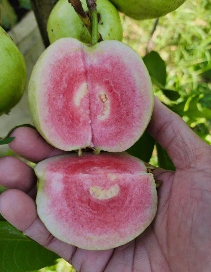 Grafted Ruby Guava Tree Live Plant - Sweet Red Fruit, 3-4 Ft Tall in 3 Gal Pot - Image 7