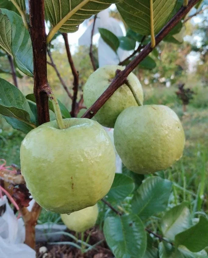 Grafted Ruby Guava Tree Live Plant - Sweet Red Fruit, 3-4 Ft Tall in 3 Gal Pot - Image 9