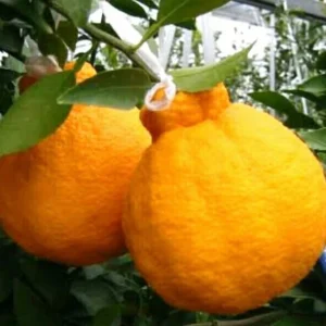 Grafted Shiranui Dekopon Mandarin Orange Tree Live Plant - Half Gallon Pot - Image 2
