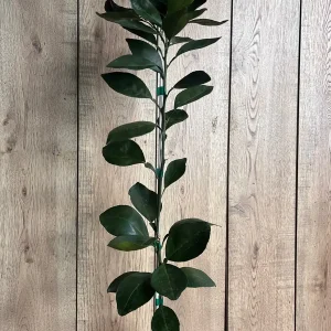 Grafted Shiranui Dekopon Mandarin Orange Tree - Live Plant, Half Gallon Pot - Image 3