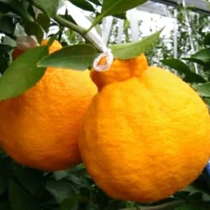 Grafted Shiranui Dekopon Mandarin Orange Tree - Live Plant, Half Gallon Pot - Image 1