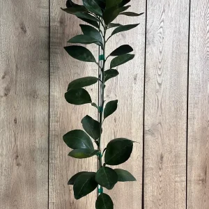 Grafted Shiranui Dekopon Mandarin Orange Tree Live Plant - Half Gallon Pot - Image 4