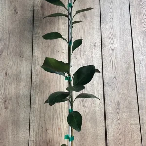 Grafted Shiranui Dekopon Mandarin Orange Tree - Live Plant, Half Gallon Pot - Image 4