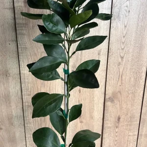 Grafted Shiranui Dekopon Mandarin Orange Tree Live Plant - Half Gallon Pot - Image 5