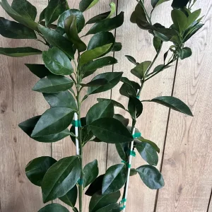 Grafted Shiranui Dekopon Mandarin Orange Tree - Live Plant, Half Gallon Pot - Image 7