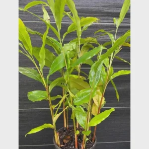 Grains of Paradise Live Plant – Aframomum melegueta Starter Plug – Bare Root - Image 1