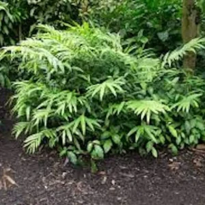 Grains of Paradise Live Plant Starter Plug - Aframomum melegueta Bare Root - 5 Count - Image 2