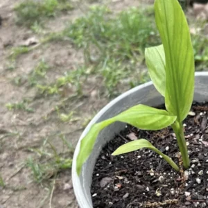 Grains of Paradise Live Plant Starter Plug - Aframomum melegueta Bare Root - 5 Count - Image 4