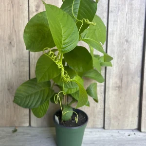 Granadilla Plant (Passiflora ligularis) Live Vine - Half Gallon Pot - Image 4