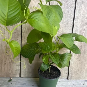 Granadilla Plant (Passiflora ligularis) Live Vine - Half Gallon Pot - Image 7