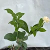 Grand Duke Jasmine Live Plant – Fragrant Double White Flowers, Outdoor - Image 1