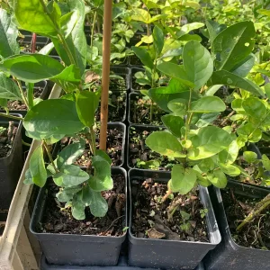 Grand Duke Jasmine Live Plant – Fragrant Double White Flowers, Outdoor - Image 2