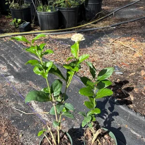 Grand Duke Jasmine Live Plant – Fragrant Double White Flowers, Outdoor - Image 7