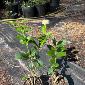 Grand Duke Jasmine Live Plant – Fragrant Double White Flowers, Outdoor - Image 7