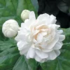 Grand Duke Jasmine Live Plant - Fragrant Double White Flowers, 4 inch Pot - Image 1