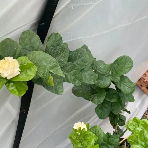 Grand Duke Jasmine Live Plant – Fragrant White Flowers – 2-Year Bush - Image 2