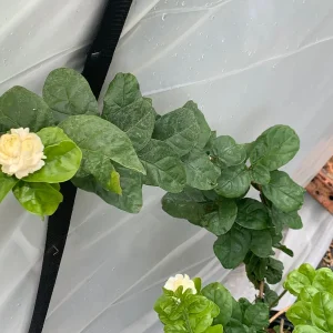 Grand Duke Jasmine Live Plant - Fragrant White Flowers, 2-Year Bush - Image 2